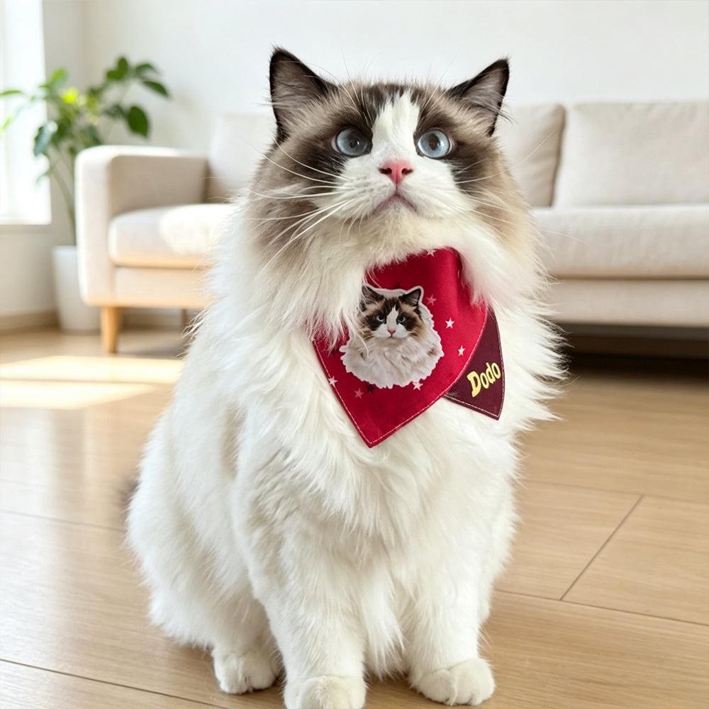 ragdoll cat wearing custom photo printed pet bandana bib

