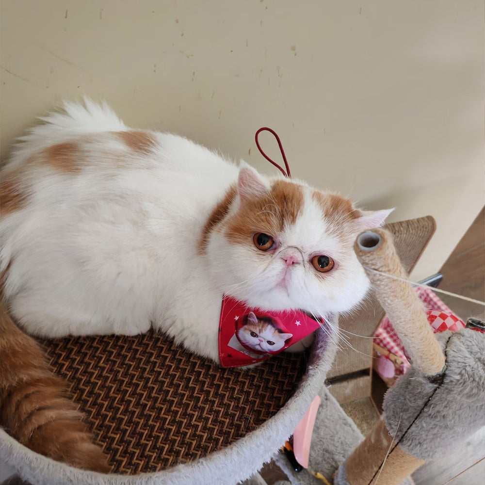 exotic shorthair cat wearing custom photo pet bib
